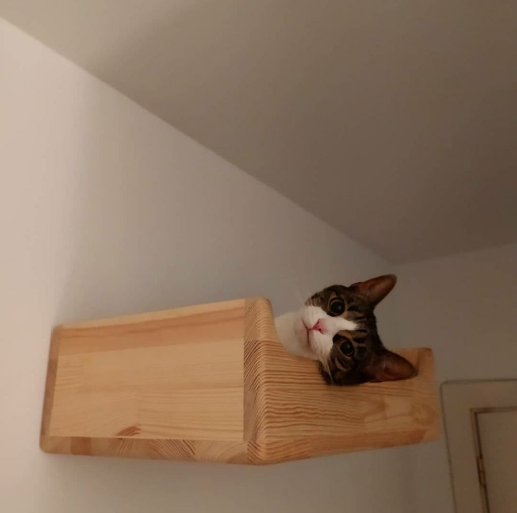 Cama De Pared Para Gatos Caj N Catmuebles