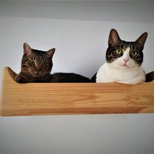 Cama de pared para gatos