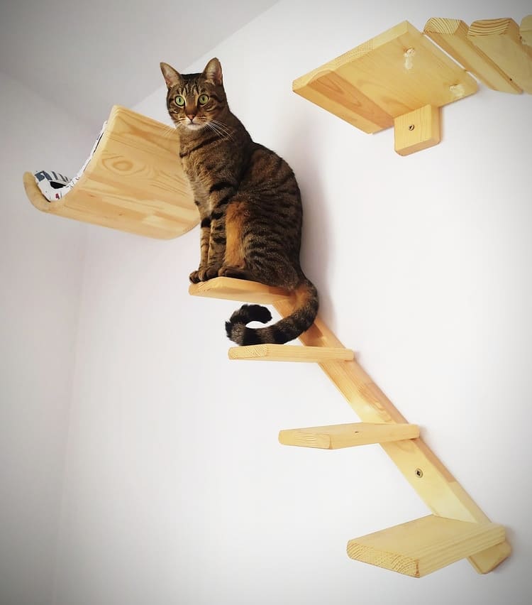 Escaleras de Pared para Gatos - Catopia Factory