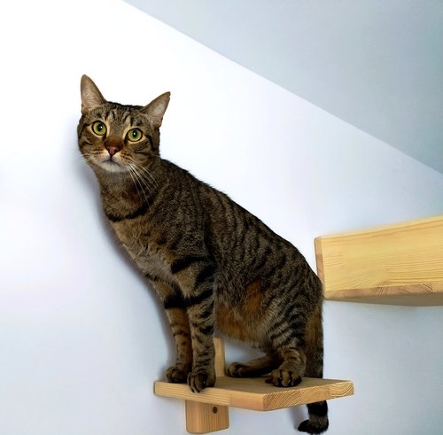Otto en escalón de pared para gatos