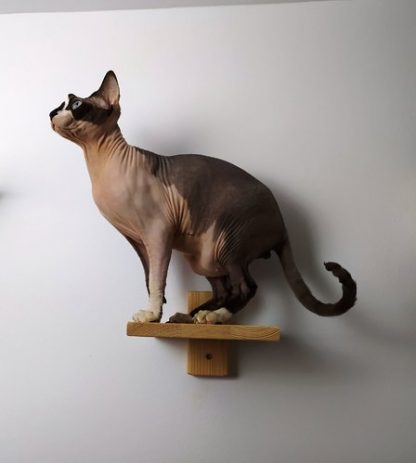 Gato esfinge en peldaño de pared para gato