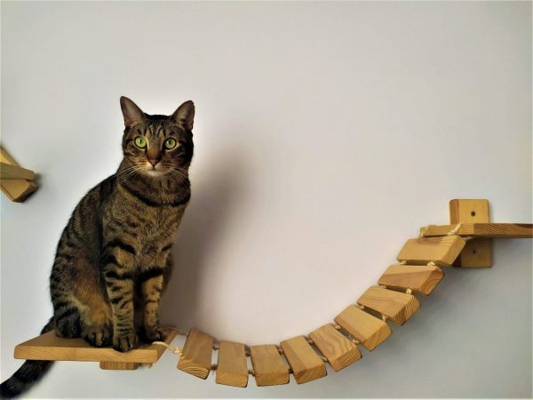 Puente corto para gatos