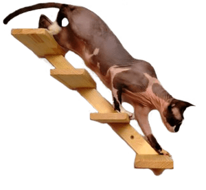 Escaleras de pared para gatos PNG