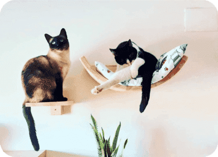 Gatos en cama de pared