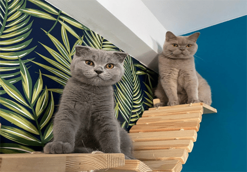 Gatos en un puente de pared